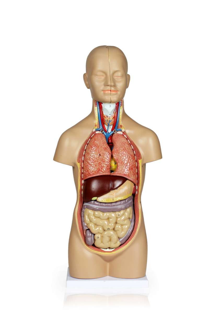 Sexless Human Torso - 12 Parts | Geyer Instructional Products
