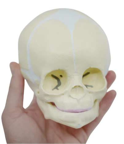 Artificial Infant Skull Model | Geyer Instructional Products