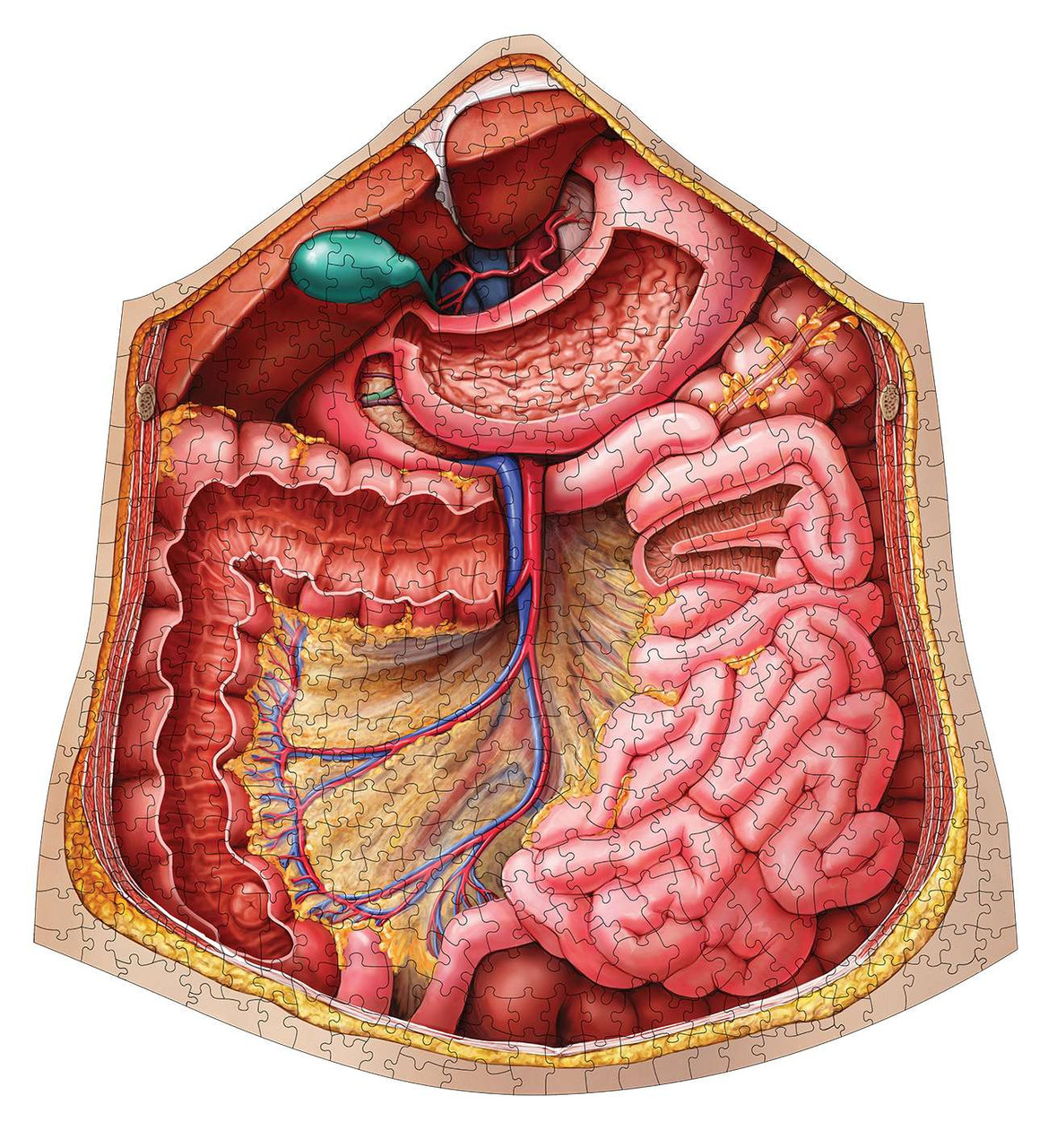 Dr. Livingston's Anatomy Puzzle | 411-Piece Abdomen Set