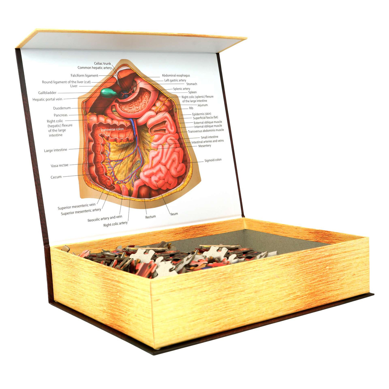 Dr. Livingston's Anatomy Puzzle | 411-Piece Abdomen Set