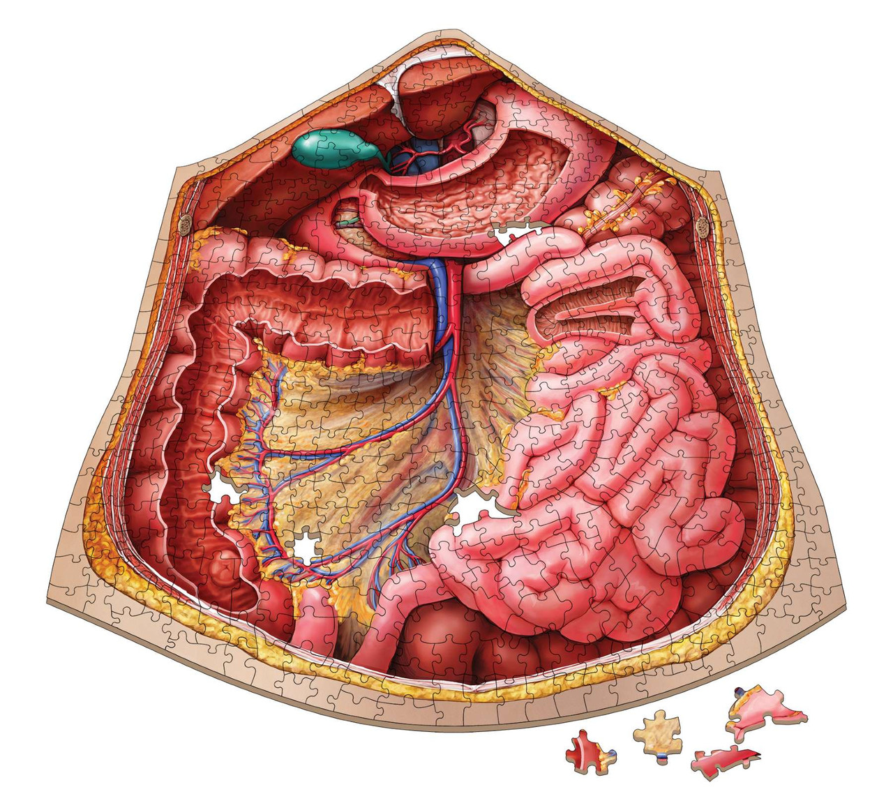 Dr. Livingston's Anatomy Puzzle | 411-Piece Abdomen Set