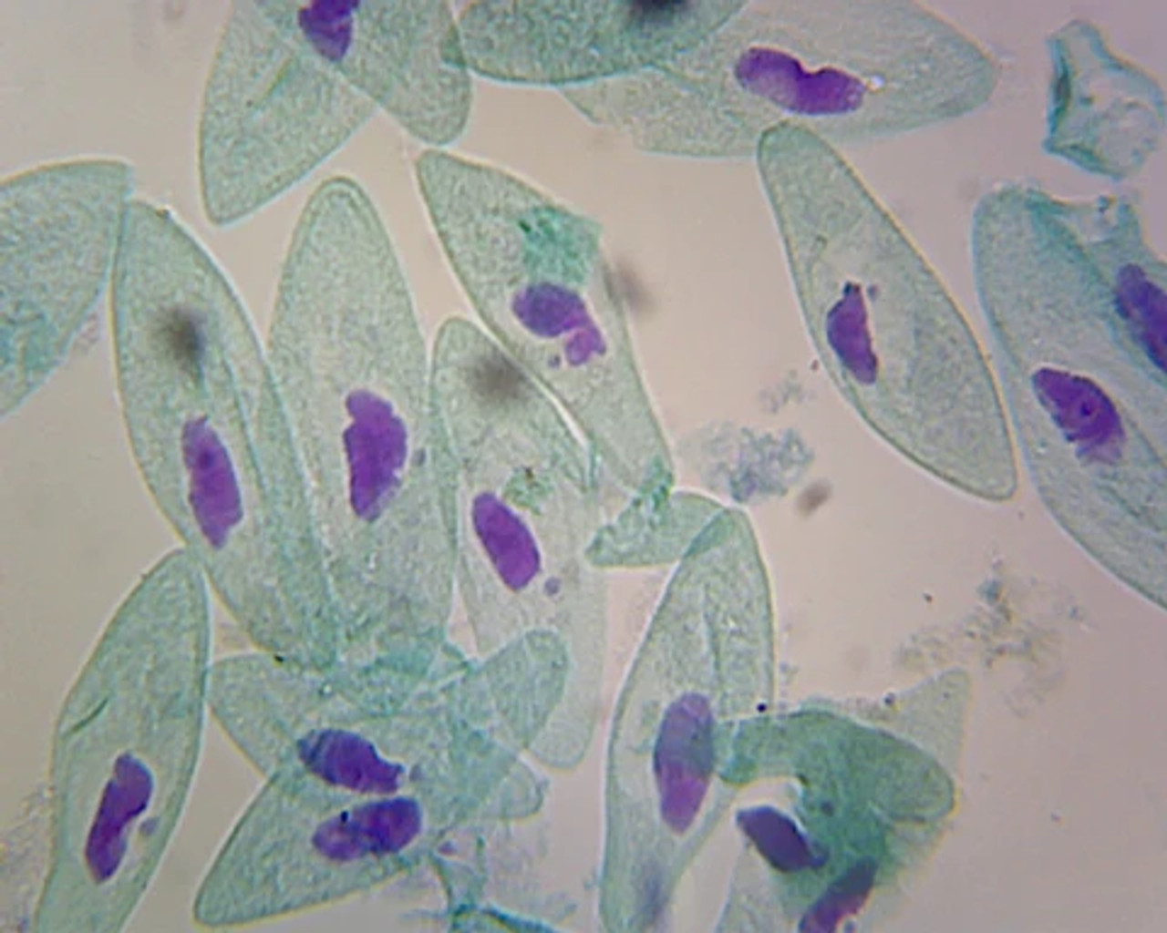 paramecium slide