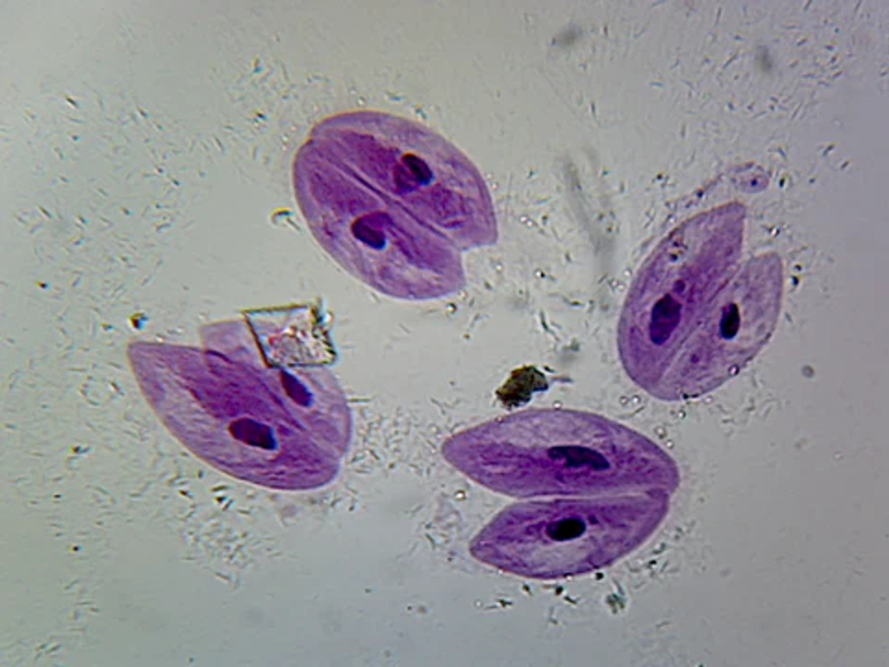 paramecium slide