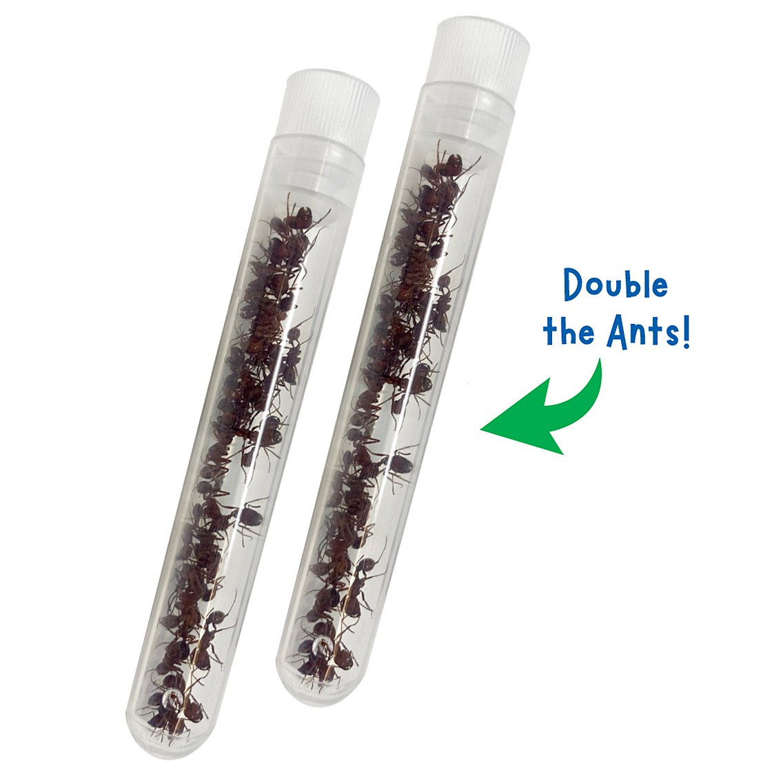 Original Ant Hill Habitat Kit with Live Ant Voucher