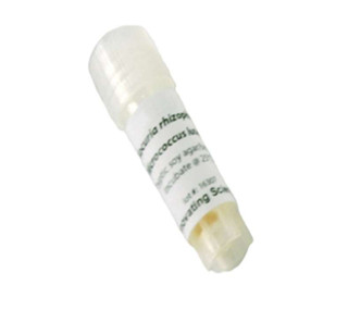 Aldon: Micrococcus Luteus Freeze Dried Culture W/O Transfer Media 193048