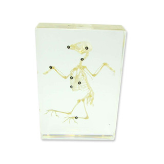 Bird Skeleton Specimen Kit 197888