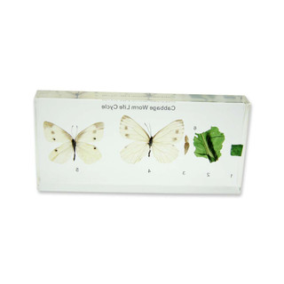 Lifecycle of Cabbageworm 197896