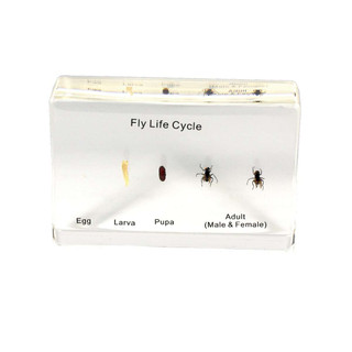 Lifecycle of Fly - Specimen Block 197904