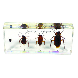 Lifecycle of Cockroach - Specimen Kit 197910