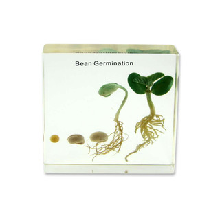 Bean Germination-Specimen block 197918
