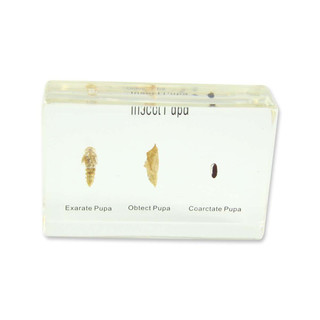 Insect Pupa Specimen Block 197960