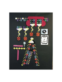 Protein Synthesis Manipulatives Kit 212734