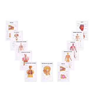 Anatomy Plaque Models - Set of 11 220108