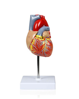 Life Size Heart Model 2 Parts 198550