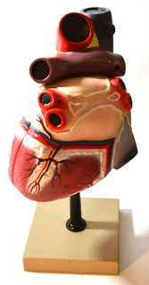 Human Heart Model; Larger than Life Size (8"), On Base 200200