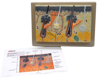 Human Skin Model, 70x Enlarged - with Hand Painted Details 200240