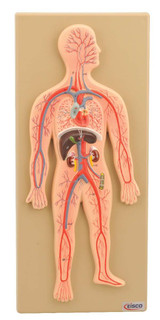 Human Circulatory System Model, Hand Painted 200245