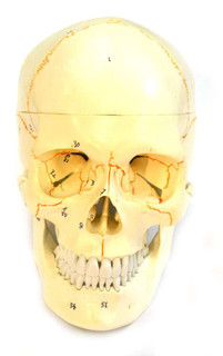 Human Skull Model 200340