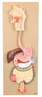 2-Part Human Digestive System Model 200395