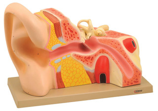 Giant Human Ear Model 200425