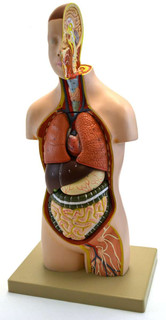 Youth Torso with Head Anatomical Model 200460 Youth Torso with Head Anatomical Model 200460