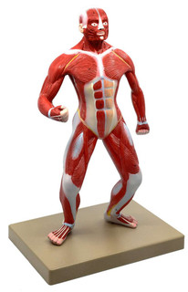 Human Muscular Body Anatomical Model 200500