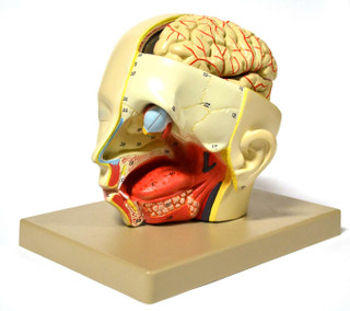 Human Head Introductory Dissection Model 200445