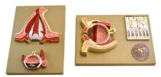 Human Eye Sagittal Cutaway Model 200555