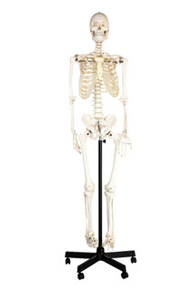 Human Skeleton Articulated Joints, Pelvic Mounted Model 200560