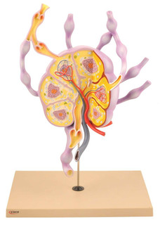 Human Lymph Nodes Model 200570