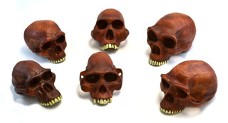 Prehistoric Skull Replicas Set 200575