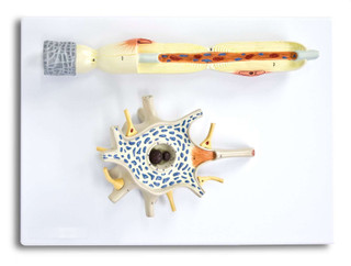 Neuron Model, 2 Part 201495