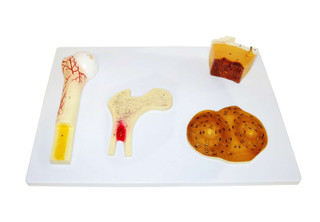 Bone Tissue Model 201500