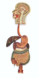 Digestive System 201530