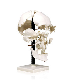 Beauchene Skull Model 201575