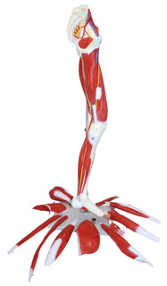 Muscles of the Human Leg, 13 Parts 201610