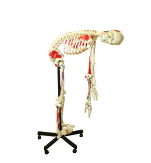 Full-Size Flexible Skeleton with Muscles 201625