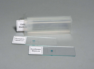 Prepared Slide Set of 4 206202 Prepared Slide Set of 4 206202