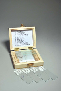 Biology Prepared Slide, Set of 13 208318