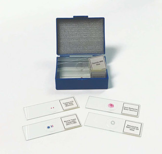Biology Prepared Slide Set of 14 208042