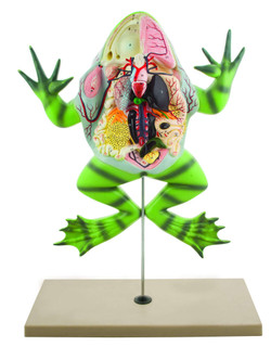 Frog Dissection Model with Open Back (Bull Frog); On Stand 225898