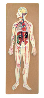 Human Circulatory System Model - Hand Painted, Numbered Details with Key Card 225882