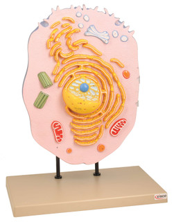 EISCO Animal Cell Model, Hand Painted-3D 225826