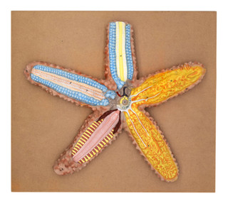 Star Fish Model, Three Dimensional, Sectional View with Hand Painted Details - Mounted on Base, 18" x 16" - Eisco Labs 225822