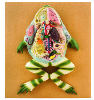 EISCO Frog Dissection Model, Large 225770 EISCO Frog Dissection Model, Large 225770