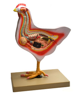 Eisco Labs Model Bird Dissection, Rooster 225718