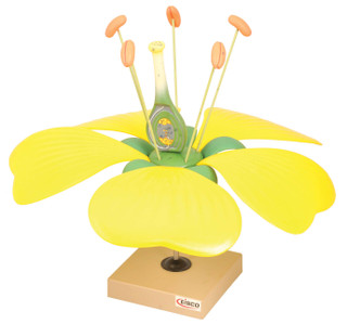 Typical Flower Model - Eisco Labs 225596
