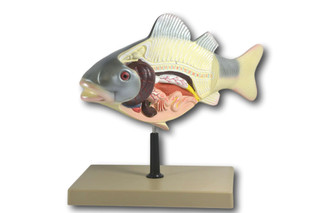3D Fish Dissection Model, 14" Length 225578