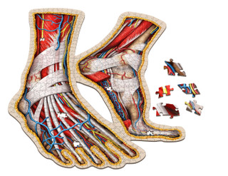 Dr. Livingston's Anatomy Jigsaw Puzzle: The Human Feet 247820