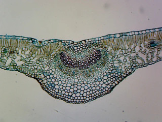 Prepared Microscope Slide, Pumpkin (Cucurbita) Stem; Longitudinal Section Prepared Microscope Slide, Pumpkin (Cucurbita) Stem; Longitudinal Section